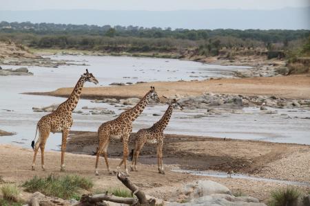 野生动物园, 野生动物, 动物, 自然, 肯尼亚, 坦桑尼亚, 荒野