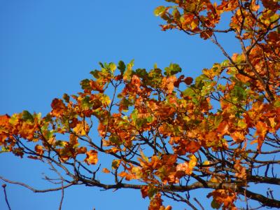 树, 多彩, 叶子, 秋天, 彩色, 自然, 叶