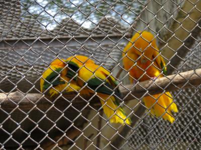 动物园, 鸟类, arasras, sorocaba, 巴西, 黄色