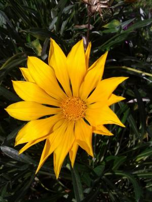 杂色菊, 花, 黄色