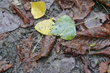 叶子, 秋天, 污垢, 泥浆, 棕色