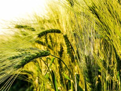 小麦, 粮食, 由柴坦尼亚 k, 麦田, 麦穗, 景观, 字段