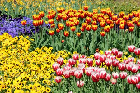 花, 植物, 郁金香, 春天, 复活节, 郁金香, 自然