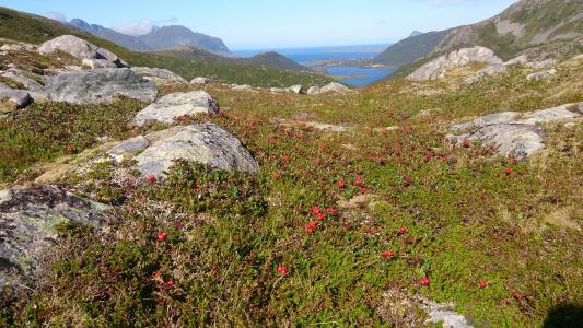 性质, 挪威, 蓝莓, 罗弗敦, 自然, 山, 夏季