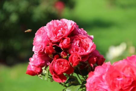 伊琳娜 ·, 玫瑰, 玫瑰花园, 夏季, 花, 夏天的花, 自然