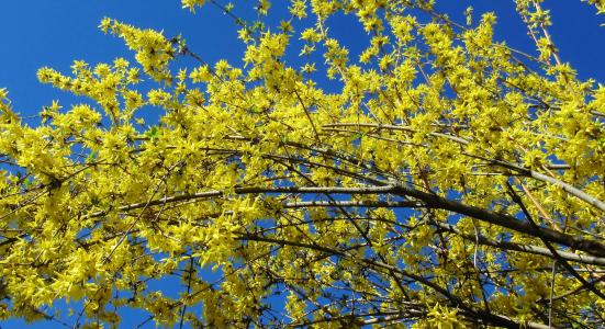 连翘, 黄色的花, 春天, 蓝蓝的天空, 分公司, 自然, 开花