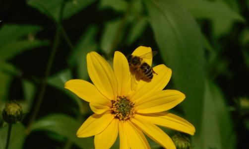蜜蜂, 花上, 蜜蜂在花, 黄色, 蜜蜂在花上, 开花, 绽放