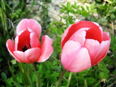 粉红色的郁金香, 红色, 花, 绽放, 花朵, 春天, 新鲜