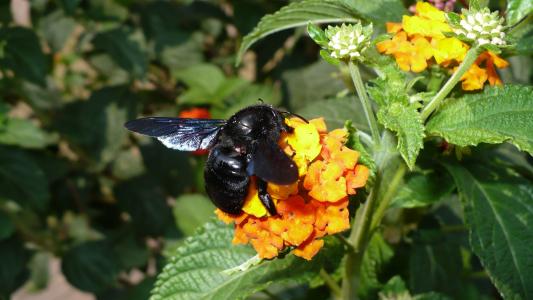 自然, 昆虫, 黄蜂, 黑色