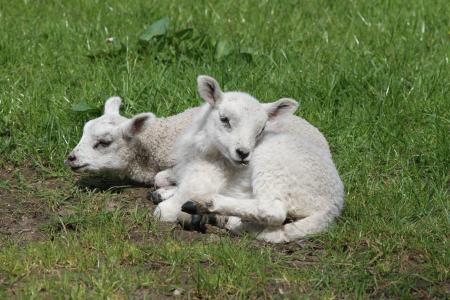 羔羊, 羊, 农场, 羊毛, 草, 自然, 春天