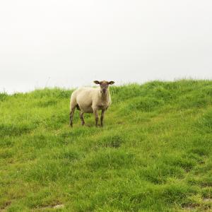 羊, 宠物, 牲畜, 羔羊, 农场, 牧场, 反刍动物