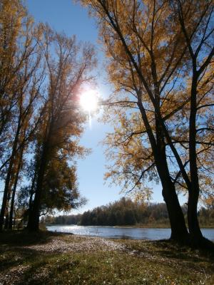 水, 小河, 河, 秋天, 树木, 自然, 漫步