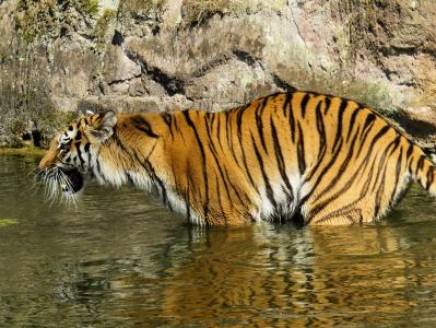 老虎, 捕食者, 猫, 危险, 动物园, 生气, 水