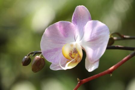 自然, 花, 植物, orhids