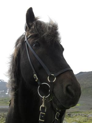 冰岛, 冰岛马, 冰岛人, 冰岛小马, 马, 马笼头, 动物