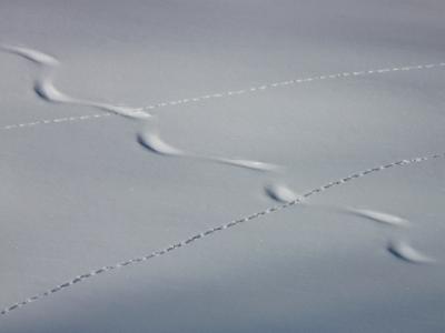 跟踪, 跟踪, 冬天, 雪, 厚厚的积雪, 粉雪, 动物的足迹