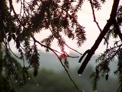 太阳, 树木, 雨滴, 雾, 树, 暴雨