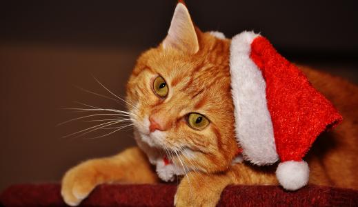 猫, 红色, 圣诞老人的帽子, 有趣, 可爱, 老虎, 甜