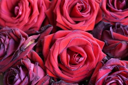 玫瑰, 花, 红色, 自然