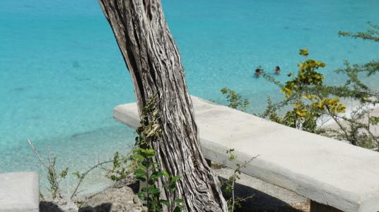 库拉索岛, 石椅上, 树, 海, 自然, 海岸, 景观