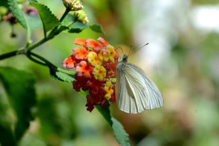 蝴蝶, 花, 花, 昆虫, 鳞翅目昆虫, libar, 白色