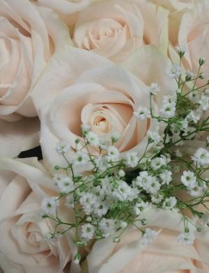 与玫瑰, 白色的花, 玫瑰