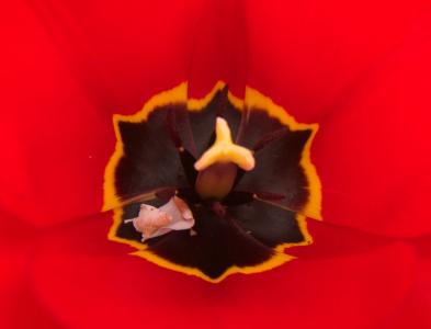 自然, tulpenbluete, 红色