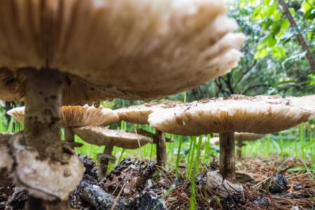 蘑菇, 真菌, 牛肝菌, 秋天, 自然, 宏观, 蘑菇