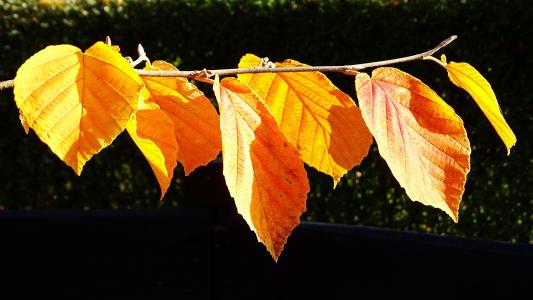 秋天, 变色, 叶子, 秋天的落叶, 光明, 秋天的颜色, 干燥