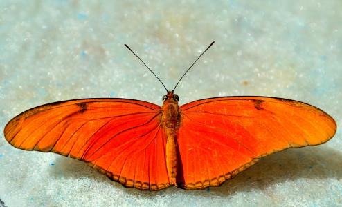 蝴蝶, 橙色, 光明, 宏观, 翅膀, 蔓延, 天线
