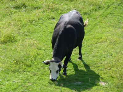 母牛, 自然, 农业