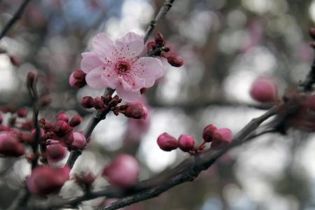 樱花, 樱花, 日本的樱花树, 花, 树, 粉色, 观赏樱桃