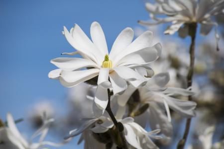星 magnolie, 开花对冲, 白花