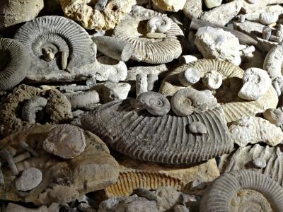 化石, 史前, 扪, 博物馆