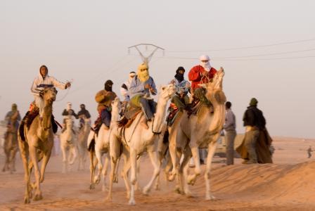 骆驼, 竞赛, 阿尔及利亚, 沙漠, 动物, 跟踪, 骑马