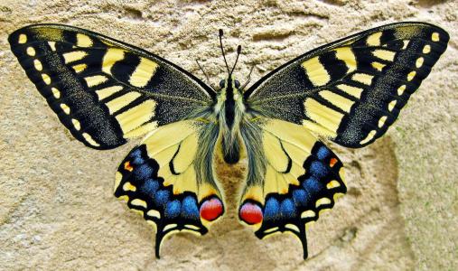 蝴蝶, 燕尾蝶, 昆虫, 自然, 燕尾, 多彩, 黄色