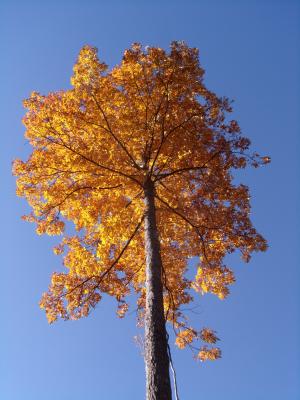 秋天的颜色, 叶子, 树