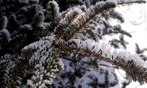 冬天, 松树, 冰, 雪, 树, 冬天的树, 感冒