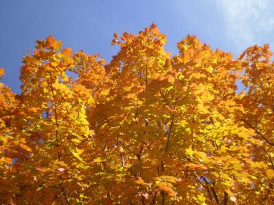 树木, 枫树, 秋天, 颜色, 叶子, 叶子, 金