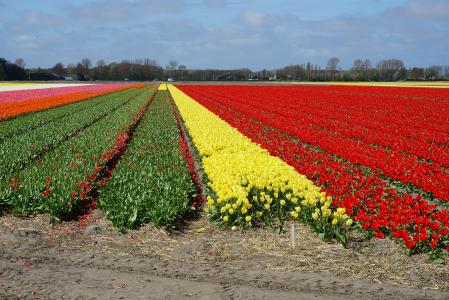 花, 郁金香, 郁金香地, 荷兰, 春天的花朵, 自然, 红色