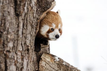 小熊猫, 中国熊猫, 冬天, 动物园, 感冒, 持怀疑态度, 动物的画像