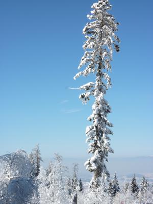 雪, 树, 冬天, 寒冷, 冷杉, 感冒, 冬天的心情