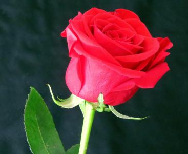 罗莎, 花, 红色, 红玫瑰, 粉红色的背景