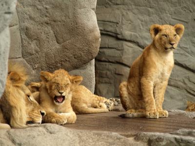 狮子, 捕食者, 猫, 动物园, 年轻, 国王, 王子
