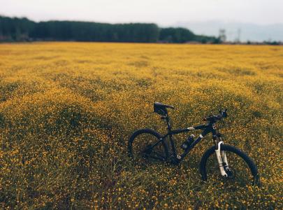 montainbike, 字段, 黄色, 花, 夏季, 领域的花, 草甸