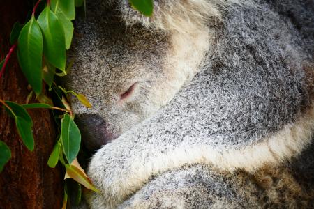 树袋熊, 澳大利亚, 睡眠, 动物, 树, 野生动物, 自然