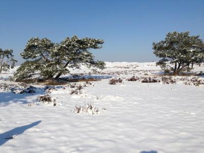 雪, 荷兰语, 景观, 海德, 冬天, 冬季景观, 自然
