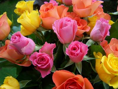 五颜六色的玫瑰花束, 黄橙, 粉色, 切花, 玫瑰, 礼物, 橙色