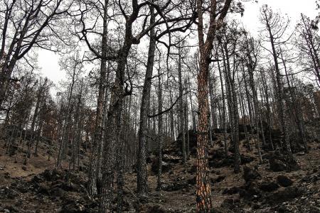 烧毁的森林, 消防, 森林, 被烧的山, 树, 自然, 户外