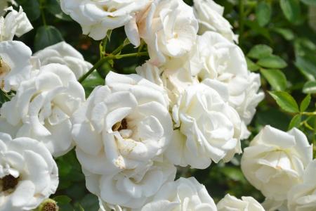 粉色, 白玫瑰, 白玫瑰, 白色的花瓣, 自然, 蔷薇, 布什